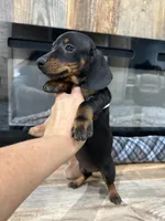 Toby, a male Miniature Dachshund for sale in Adairsville, GA – 3 of 8