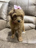 Lily, a female Poodle - Toy  for sale in Adairsville, GA – 6 of 8
