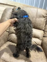 Honey, a female Doxiepoo for sale in Adairsville, GA – 3 of 10
