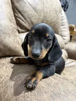 Toby, a male Miniature Dachshund for sale in Adairsville, GA – 5 of 8