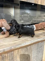 Toby, a male Miniature Dachshund for sale in Adairsville, GA – 6 of 8