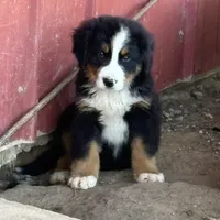 Sadie, a female Bernese Mountain Dog for sale in Adairsville, GA – Photo 7 of 8