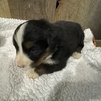 Sadie, a female Bernese Mountain Dog for sale in Adairsville, GA – Photo 2 of 8