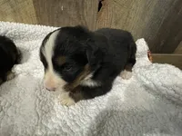 processed/e48db36e-b880-442f-9367-3c0356a7116f/listing/4b413585-da80-4f7e-a69a-4e5823c1b05b/41136f1a-60b5-45d6-816a-5e820c2c37ca