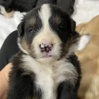 Sadie, a female Bernese Mountain Dog for sale in Adairsville, GA – Photo 4 of 8