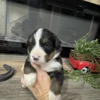 Sadie, a female Bernese Mountain Dog for sale in Adairsville, GA – Photo 1 of 8