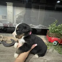 Sadie, a female Bernese Mountain Dog for sale in Adairsville, GA – Photo 5 of 8