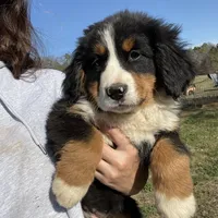 Sadie, a female Bernese Mountain Dog for sale in Adairsville, GA – Photo 8 of 8