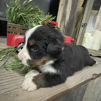 Sadie, a female Bernese Mountain Dog for sale in Adairsville, GA – Photo 6 of 8