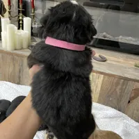 Sadie, a female Bernese Mountain Dog for sale in Adairsville, GA – Photo 3 of 8