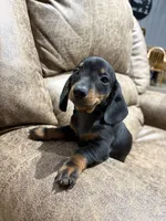 Toby, a male Miniature Dachshund for sale in Adairsville, GA – 8 of 8