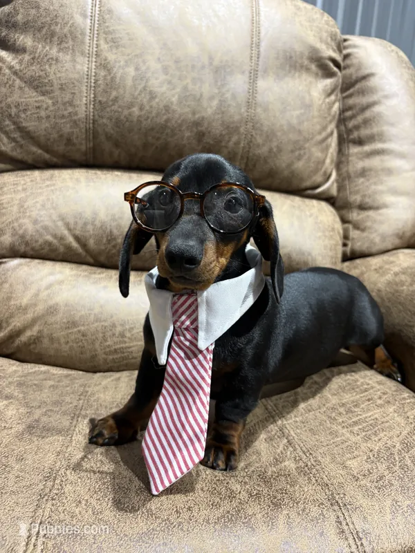 Toby – Miniature Dachshund puppy for sale in Adairsville, GA
