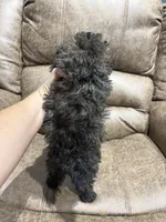 Honey, a female Doxiepoo for sale in Adairsville, GA – 7 of 10