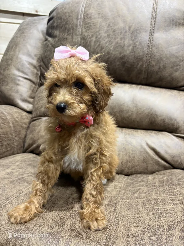 Lily – Poodle - Toy  puppy for sale in Adairsville, GA