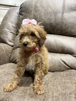 Lily, a female Poodle - Toy  for sale in Adairsville, GA – 1 of 8