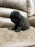Honey, a female Doxiepoo for sale in Adairsville, GA – 8 of 10