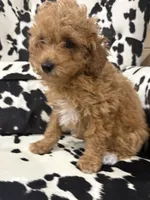 Lily, a female Poodle - Toy  for sale in Adairsville, GA – 7 of 8