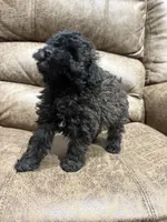 Honey, a female Doxiepoo for sale in Adairsville, GA – 10 of 10