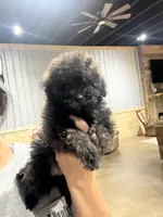 Honey, a female Doxiepoo for sale in Adairsville, GA – 6 of 10