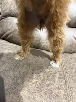 Lily, a female Poodle - Toy  for sale in Adairsville, GA – 5 of 8