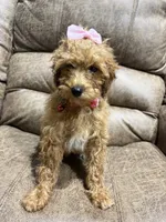 Lily, a female Poodle - Toy  for sale in Adairsville, GA – 3 of 8