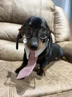 Toby, a male Miniature Dachshund for sale in Adairsville, GA – 7 of 8