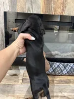 Toby, a male Miniature Dachshund for sale in Adairsville, GA – 2 of 8