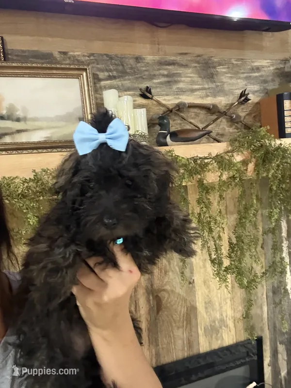 Honey – Doxiepoo puppy for sale in Adairsville, GA