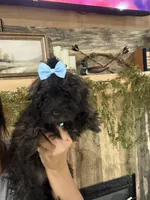 Honey, a female Doxiepoo for sale in Adairsville, GA – 1 of 10