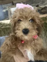 Lily, a female Poodle - Toy  for sale in Adairsville, GA – 2 of 8