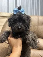 Honey, a female Doxiepoo for sale in Adairsville, GA – 4 of 10