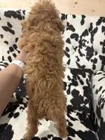 Lily, a female Poodle - Toy  for sale in Adairsville, GA – 8 of 8