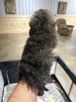 Honey, a female Doxiepoo for sale in Adairsville, GA – 9 of 10