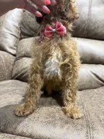 Lily, a female Poodle - Toy  for sale in Adairsville, GA – 4 of 8