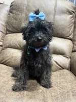 Honey, a female Doxiepoo for sale in Adairsville, GA – 2 of 10