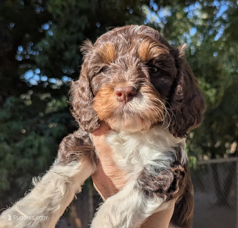 Taffy-F1 – Cavapoo puppy for sale in Placerville, CA