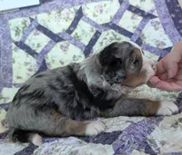 Roswell-medium ultra, a male Bernese Mountain Dog and Miniature Bernedoodle for sale in Placerville, CA – 3 of 3