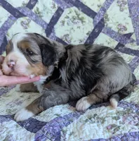 Roswell-medium ultra, a male Bernese Mountain Dog and Miniature Bernedoodle for sale in Placerville, CA – 1 of 3