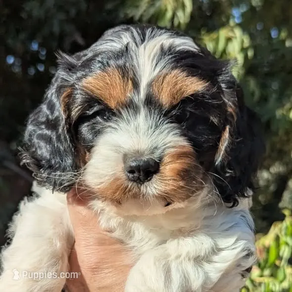 Jersey-F1 – Cavapoo puppy for sale in Placerville, CA