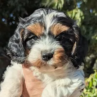 Jersey-F1, a male Cavapoo for sale in Placerville, CA – 1 of 4
