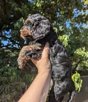 Hudson-F1, a male Cavapoo for sale in Placerville, CA – 2 of 3