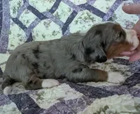 Monsoon-medium ultra, a male Bernese Mountain Dog and Miniature Bernedoodle for sale in Placerville, CA – 3 of 3