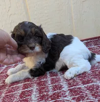 Taffy-F1, a male Cavapoo for sale in Placerville, CA – 3 of 3