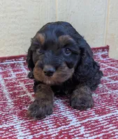 Hudson-F1, a male Cavapoo for sale in Placerville, CA – 3 of 3