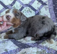 Monsoon-medium ultra, a male Bernese Mountain Dog and Miniature Bernedoodle for sale in Placerville, CA – 2 of 3