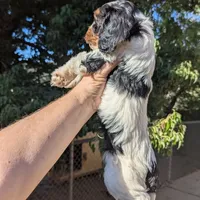 Jersey-F1, a male Cavapoo for sale in Placerville, CA – 2 of 4