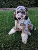 Heidi's girl-ultra, a  Bernese Mountain Dog and Miniature Bernedoodle for sale in Placerville, CA – Photo 2 of 2