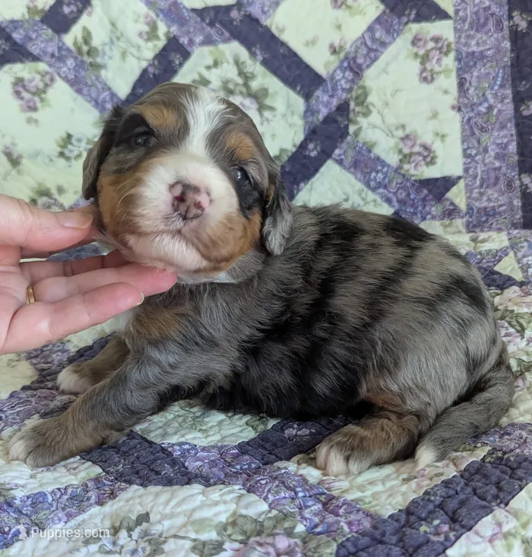 Fiesta-medium ultra – Bernese Mountain Dog, Miniature Bernedoodle puppy for sale in Placerville, CA