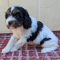 Jersey-F1, a male Cavapoo for sale in Placerville, CA – 4 of 4