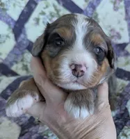 Fiesta-medium ultra, a male Bernese Mountain Dog and Miniature Bernedoodle for sale in Placerville, CA – 2 of 3